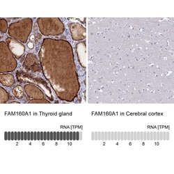 FAM160A1 Antibody, Novus Biologicals:Antibodies:Primary Antibodies